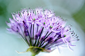  ornamental onion (allium)  