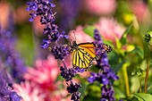 Monarch Schmetterling (Danaus plexippus) auf Lavendel, Butterfly, USA