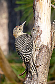 Carolinaspecht, (Melanerpes carolinus) Red Bellied Woodpecker, USA, Upstate New York