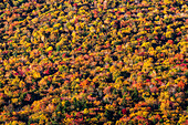  Autumn foliage in the Withe Mountains, morning mood, fall foliage, autumn coloring, Kancamagus Highway, New Hampshire, USA 