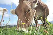  Animals on the farm of the Ferienhof Kinker in Ussenburg, a district of Roßhaupten, Allgäu, Swabia, Bavaria, Germany 