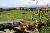  Animals on the farm of the Ferienhof Kinker in Ussenburg, a district of Roßhaupten, Allgäu, Swabia, Bavaria, Germany 
