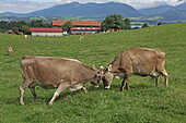  Animals on the farm of the Ferienhof Kinker in Ussenburg, a district of Roßhaupten, Allgäu, Swabia, Bavaria, Germany 