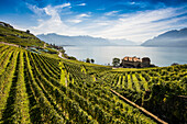  Picturesque village in the vineyards by the lake, Saint-Saphorin, Lavaux, UNESCO World Heritage Site, Lake Geneva, Lac Léman, Canton of Vaud, Switzerland 