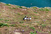 Papageitaucher auf der Insel Scomer, Pembrokeshire, Wales, Großbritannien