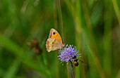  Large Heath (Maniola jurtina), female, on Devil&#39;s-bit Scabious (Succia pratensis) in Buermoos, protected area, Salzburg, Austria 