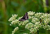  Map butterfly (Araschnia levana), summer generation, animal from the previous year on greater burnet-saxifrage (Pimpinella major) in Buermoos, Salzburg, Austria 