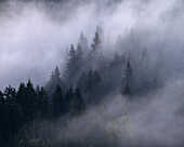  Mystical forest, Bavaria, Germany 