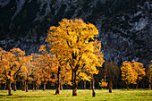  Autumn tree. Großer Ahornboden, Risstal, Tyrol, Austria 