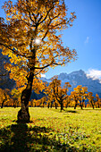 Großer Ahornboden im Herbst, Risstal, Tirol, Österreich