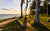  Sunrise in the Ghost Forest, Nienhagen, Baltic Sea, Germany 