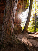  Sun Star at Altschlossfelsen, Palatinate, Germany 