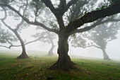  Mystical beacon forest on Madeira, Portugal 
