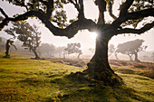  Sun in Fanal Forest, Madeira, Portugal 