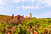  Cap Frehel with lighthouse and blooming heather on the Côte d&#39;Émeraude, Cotes d&#39;Armor, Brittany, France 