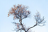  Sweden, Norrbotten County, Abisko, Torneträsk Lake, birch tree in autumn 