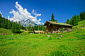  Cows graze in front of an alpine pasture, Watzmann mountain in the background, Berchtesgaden National Park, Berchtesgaden Alps, Berchtesgaden, Upper Bavaria, Bavaria, Germany 