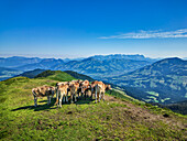  Cows stand close together with the Kaiser Mountains in the background, Lodron, KAT Walk, Kitzbühel Alps, Tyrol, Austria 