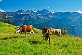  Cows graze on an alpine pasture with the Bernina mountain range in the background, Valmalenco, Alta via della Valmalenco, Bernina Alps, Lombardy, Italy 