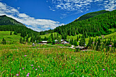  Flower meadow with the Albert-Link-Hütte in the background, Spitzing, Mangfall Mountains, Bavarian Alps, Upper Bavaria, Bavaria, Germany 