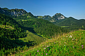  Flower meadow with Wendelstein and Breitenstein mountains, Mangfall Mountains, Bavarian Alps, Upper Bavaria, Bavaria, Germany 