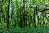 Wald Forest of Brocéliande near Paimpont, Ille-et-Vilaine, Brittany, France
