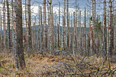  Bark beetles, Scolytinae, dead spruce trees, Brocken Forest, Harz National Park, Saxony-Anhalt, Germany 