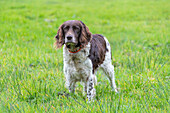  German Spaniel, hunting dog in a meadow, Schleswig-Holstein, Germany 