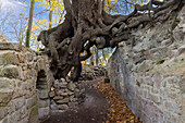  The Witch&#39;s Linden tree at the Lauenburg castle ruins, Stecklenberg, Saxony-Anhalt, Germany 