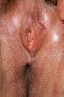 Pastdan mushukni tomosha qiling