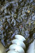 After the vintage: Syrah grapes in the grape mill, Rhone Valley