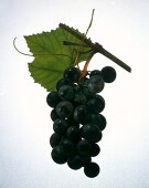 Bunch of Purple Grapes on the Vine