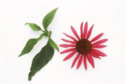 Red Echinacea (Echinacea), flower and leaves