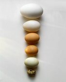 Six different eggs