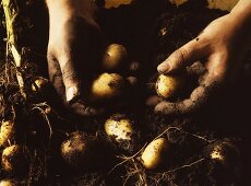 Hands holding freshly dug potatoes above soil