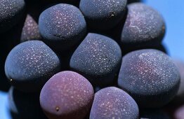 Sangiovese-Beeren, Rebsorte für die Chianti-Weine der Toskana