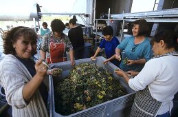 Sorting white wine grapes, Casa Lapostolle, Chile