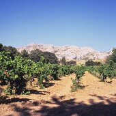 Vineyard in Les Baux-de-Provence district, Rhone, France