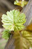 Junge Riesling-Weinblätter im Weinberg, Winningen, Mosel