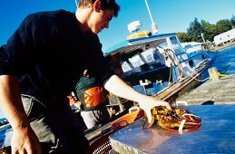 Weighing freshly caught lobster