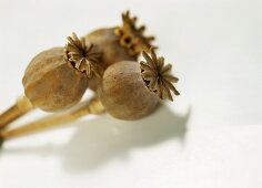 Three opium poppy seed capsules