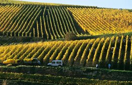 Late vintage in Zind-Humbrecht vineyard, Clos Jebsal, Alsace