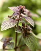 Red basil (close-up)