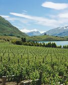 Rippon Vineyard on Lake Wanaka, Central Otago, N. Zealand