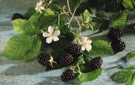 Blackberries with stalks and flowers