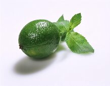 A lime and fresh lemon balm
