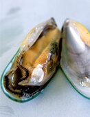 New Zealand green mussel, opened