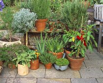 Various herbs and vegetable plants on terrace