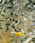 Olivenöl auf Löffel vor Olivenzweig mit Oliven