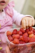 Child reaching for raspberry in plastic punnet